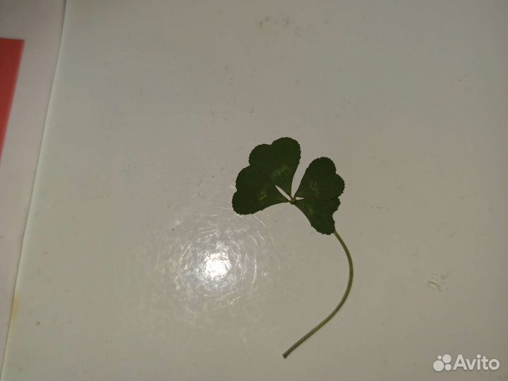 Клевер четырехлистный