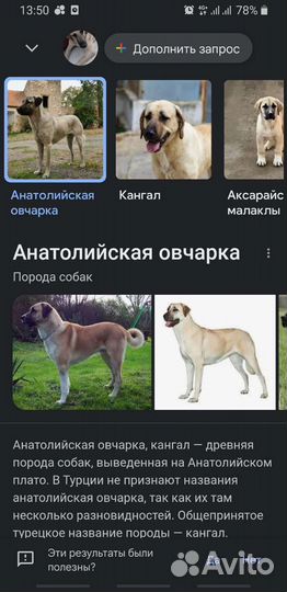 Щенок 11 месяцев мальчик Кангал