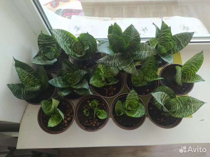 Сансевиерия ханни