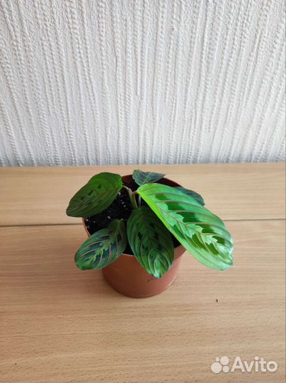 Комнатные растения маранта триколор
