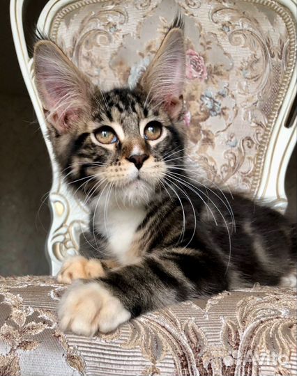 Мейн-кун мальчик