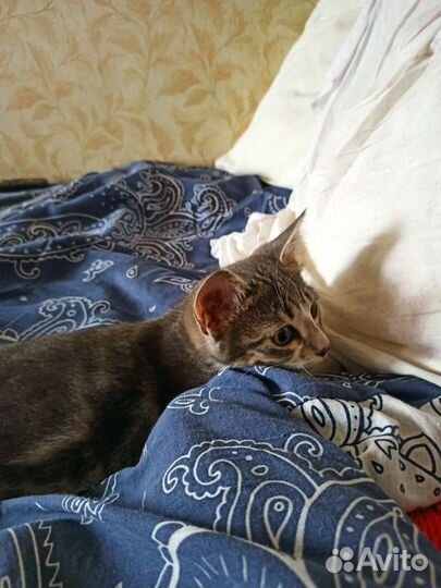 Вот такой малыш ищет дом