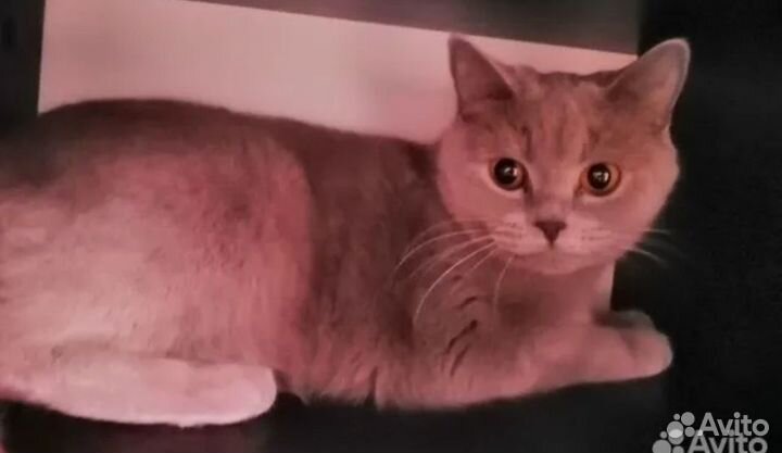Британские котята