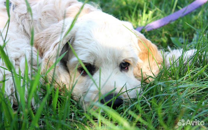 Домашняя передержка собак