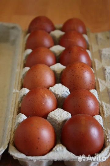 Инкубационное яйцо кур маран