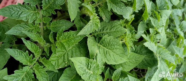 Продается Рассада: помидор, огурцов, перцев, клубн