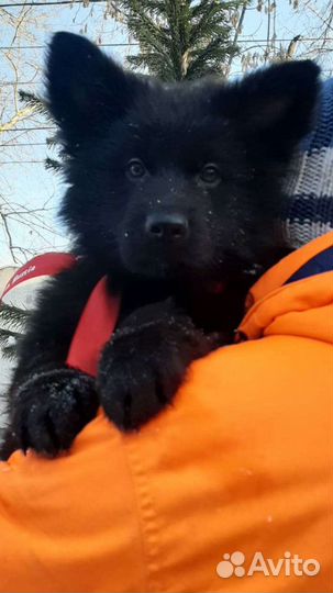 Элитные черные немцы