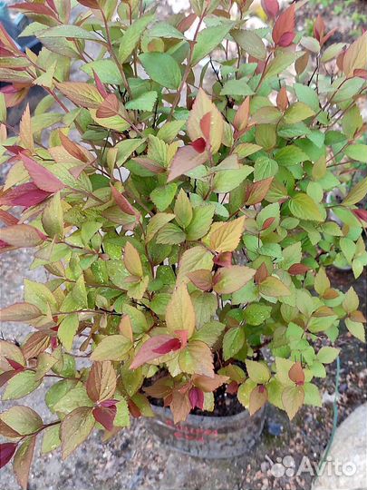 Декоративные кустарники