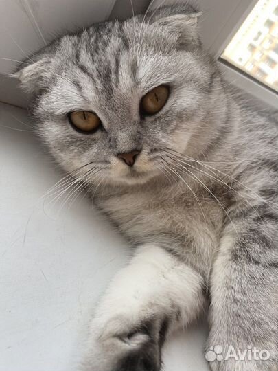 Шотланская вислоухая,вязка