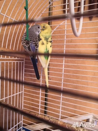 Волнистые птенцы, корелы пара