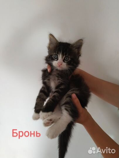 Котята мейн-кун метис