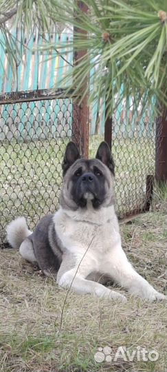 Американская акита вязка