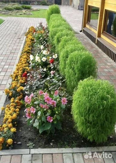 Кохия, пиретрум, вероника