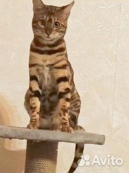 Котята Бенгальской породы