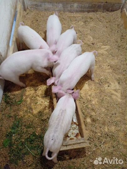 Поросята ландрас дюрок
