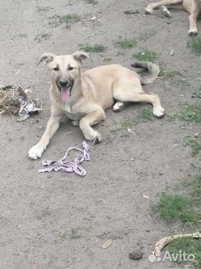 В добрые руки