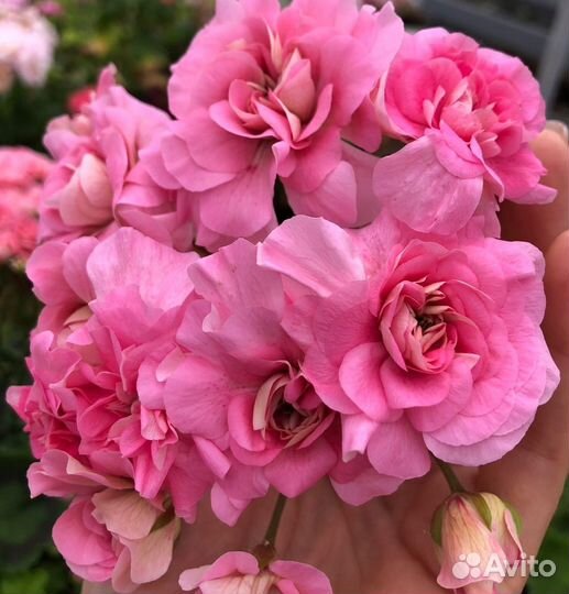 Пеларгонии герани зонартики Pg. Ragnar и др