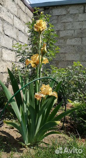 Ирисы бородатые