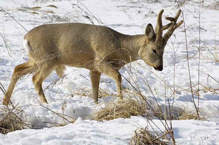 Приглашаем на охоту на косулю и кабана утку