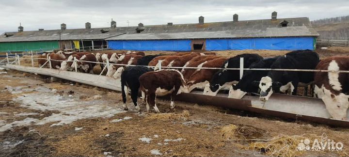 Герефорд телята) бычков нет