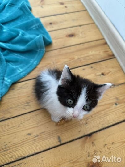 Котенок девочка 2 месяца