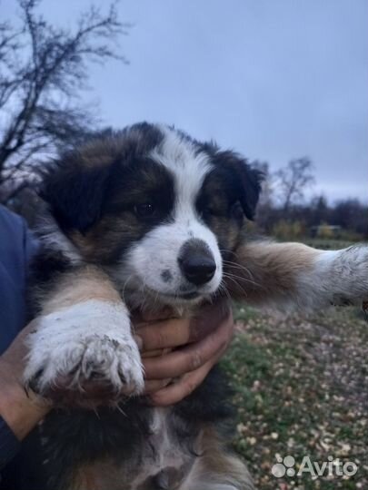Отдам в добрые руки мальчиков