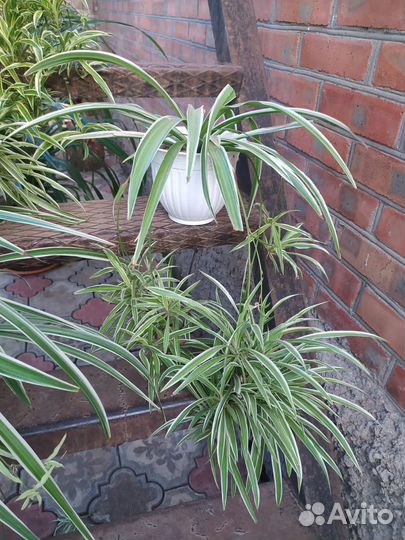 Хлорофитум домашний цветок