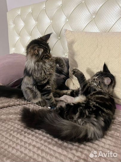 Мейн-кун котёнок- шикарная кошечка