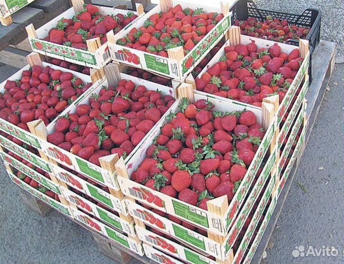 Клубника свежая