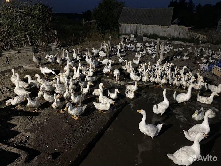 Мясо птицы Утки гуси бройлеры