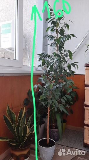 Фикус бенджамина