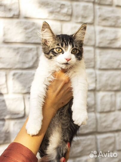 Котенок Сема мальчик 3 мес ищет дом