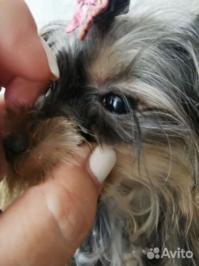 Йоркширский терьер мини девочка