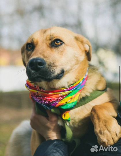 Спасите меня из приюта