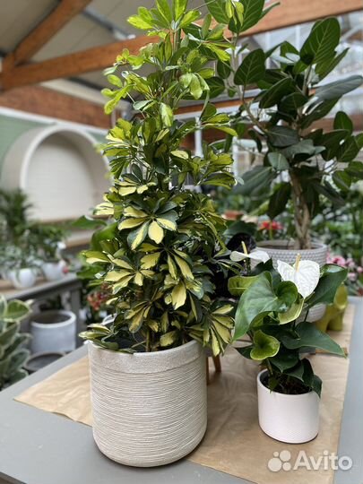 Шефлера далтон