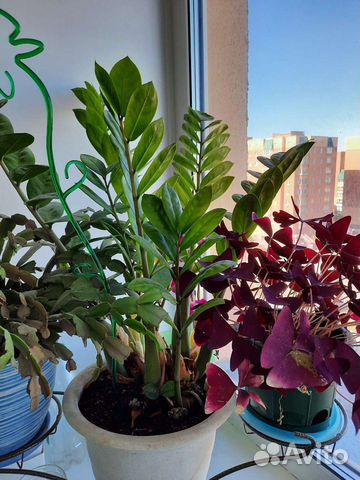 Зомиускалькас