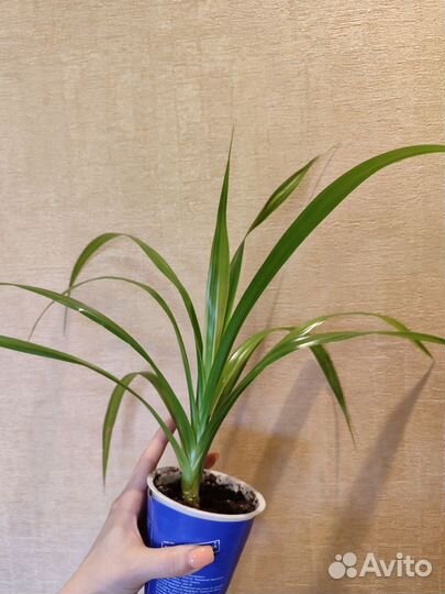 Панданус вариегатный