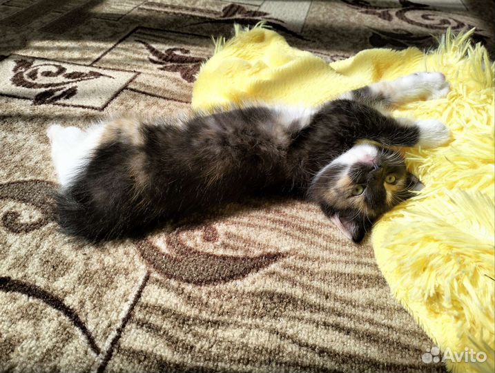 Котенок девочка