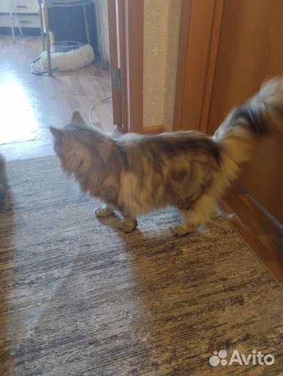 Отдам в добрые руки