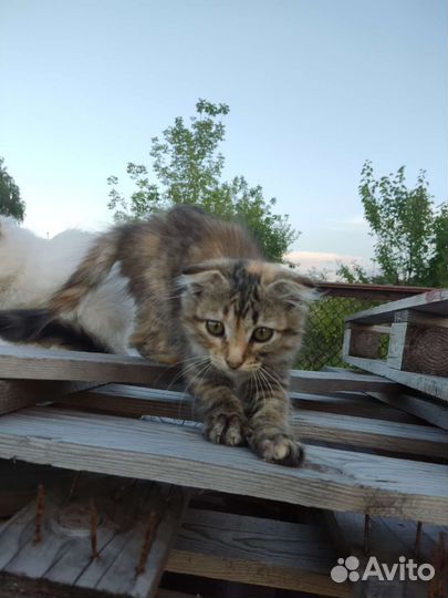 Кошка в дар