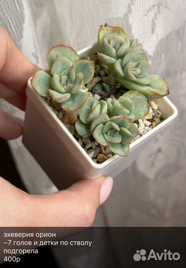 Суккуленты 1