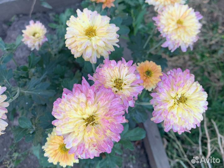 Хризантема