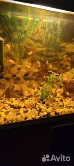 Аквариумные рыбки цихлиды