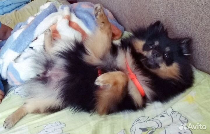 Профессиональная передержка собак