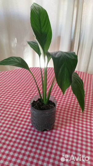 Комнатные растения цветы