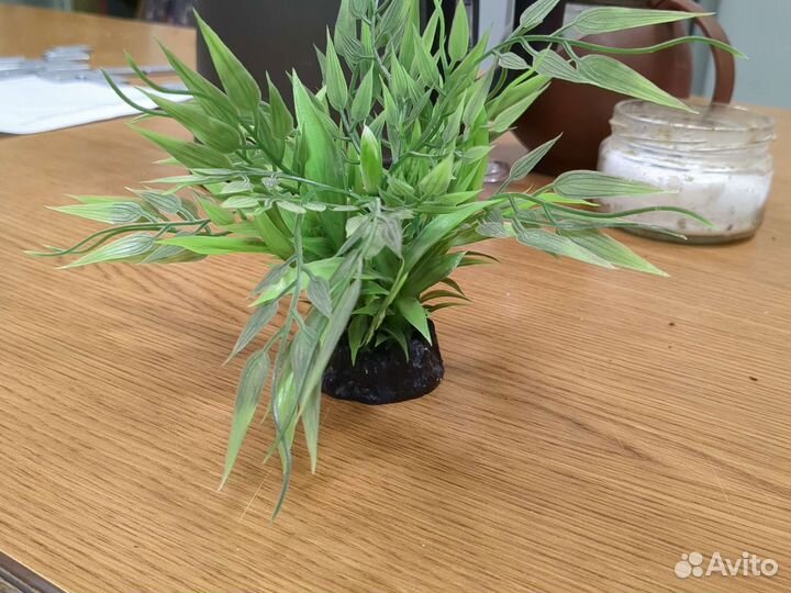 Декоративные растения в аквариум