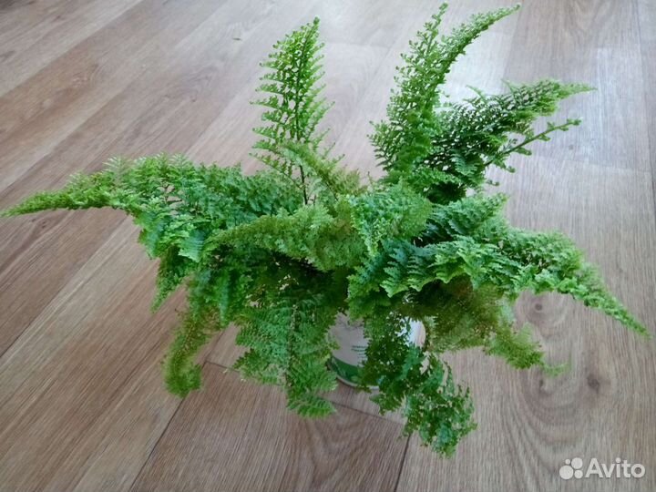 Комнатные цветы