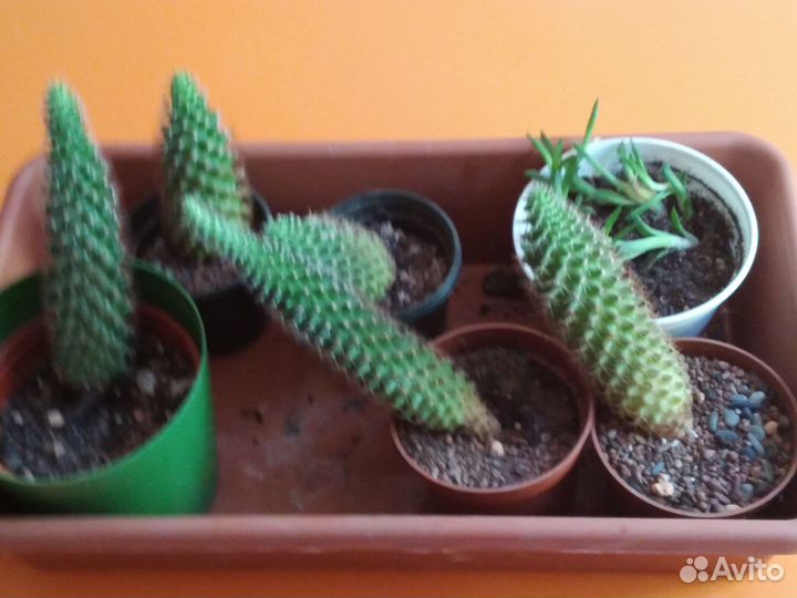 Кактусы и цветы