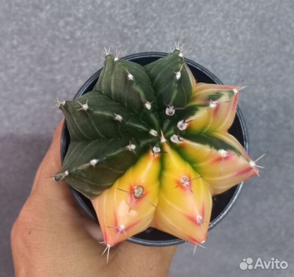 Кактус гимнокалициум вариегатный d 7,5