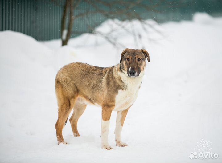 Самый верный друг